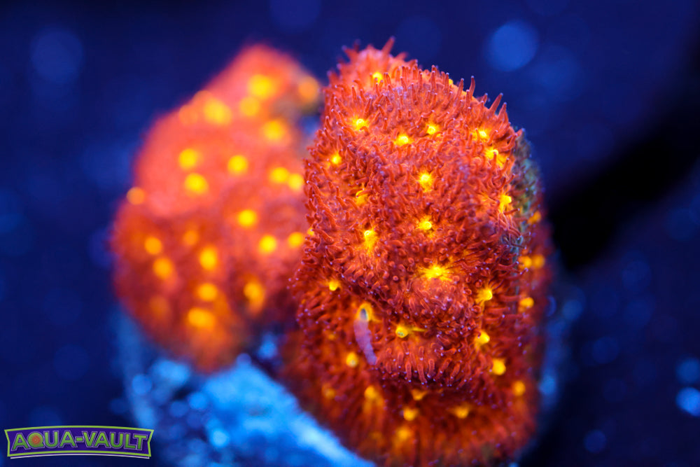 Autumn Harvest Psammocora 2