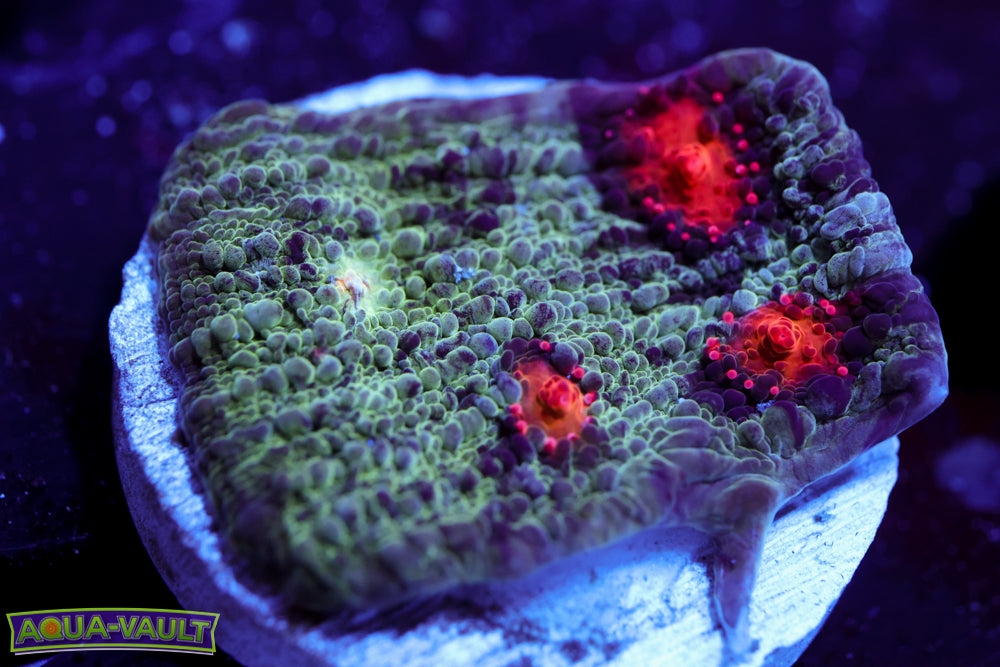 Cold Fusion Chalice 1