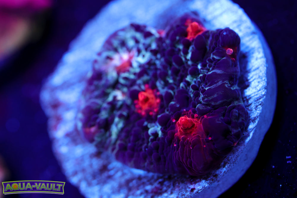 Cold Fusion Chalice 2