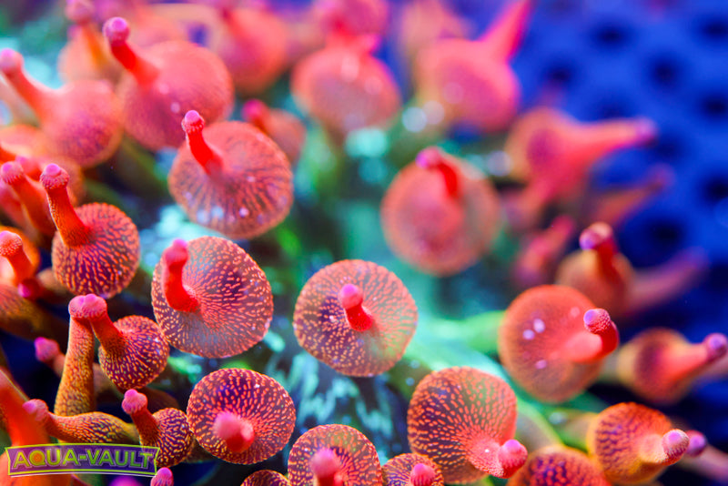 CV Acid Trip Anemone 1