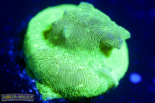 ORA Mint Chip Pavona 1