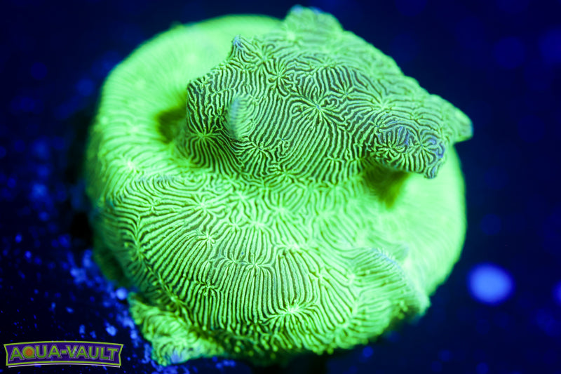 ORA Mint Chip Pavona 1