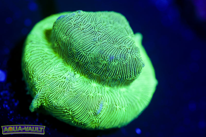 ORA Mint Chip Pavona 2