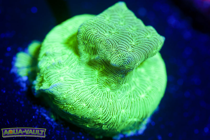 ORA Mint Chip Pavona 3