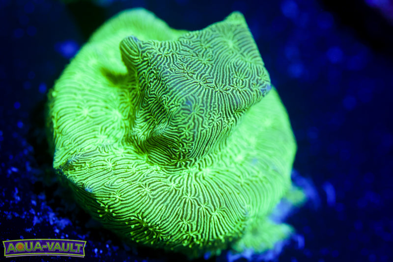 ORA Mint Chip Pavona 4