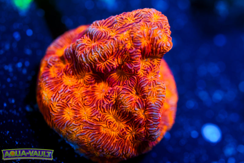 CC Rising Sun Lepto 1