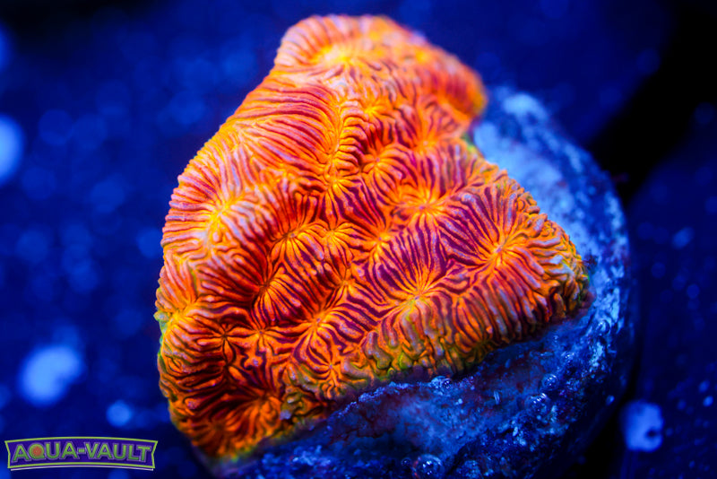 CC Rising Sun Lepto 2