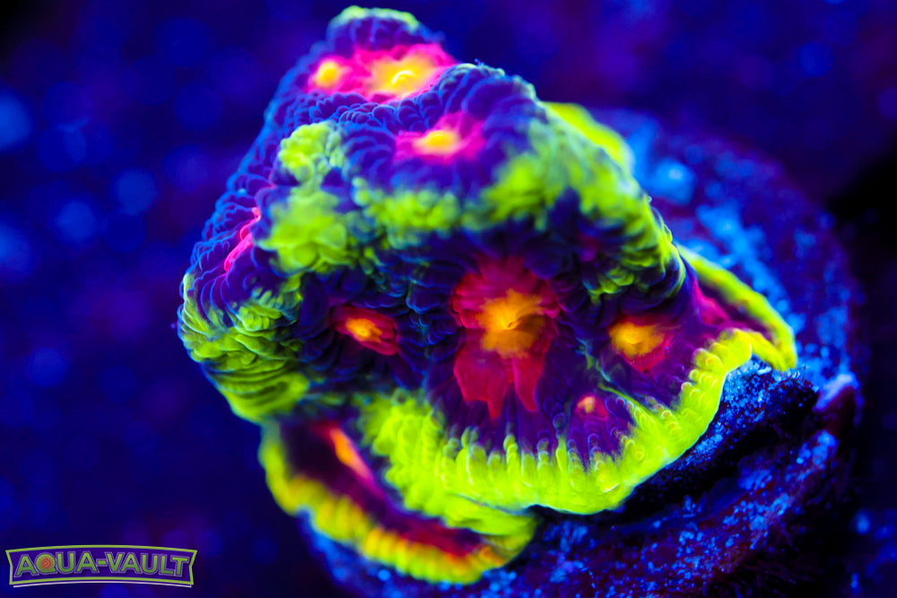 JF Anti Venom Favia 1