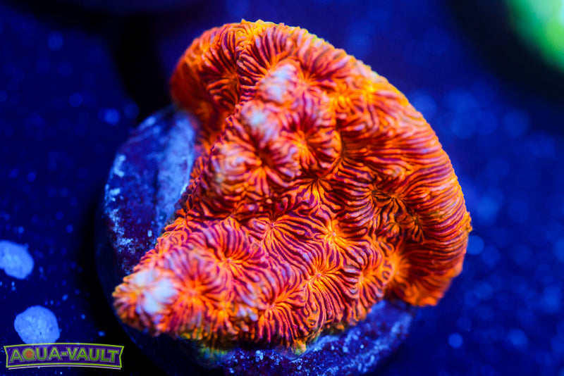 CC Rising Sun Lepto 3