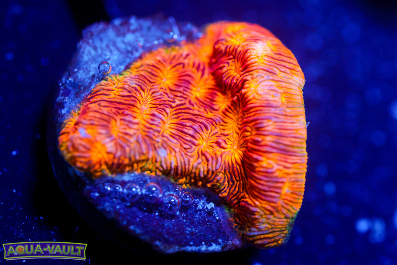 CC Rising Sun Lepto 4