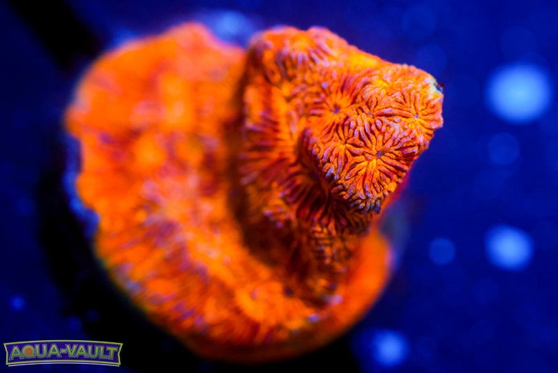 CC Rising Sun Lepto 5