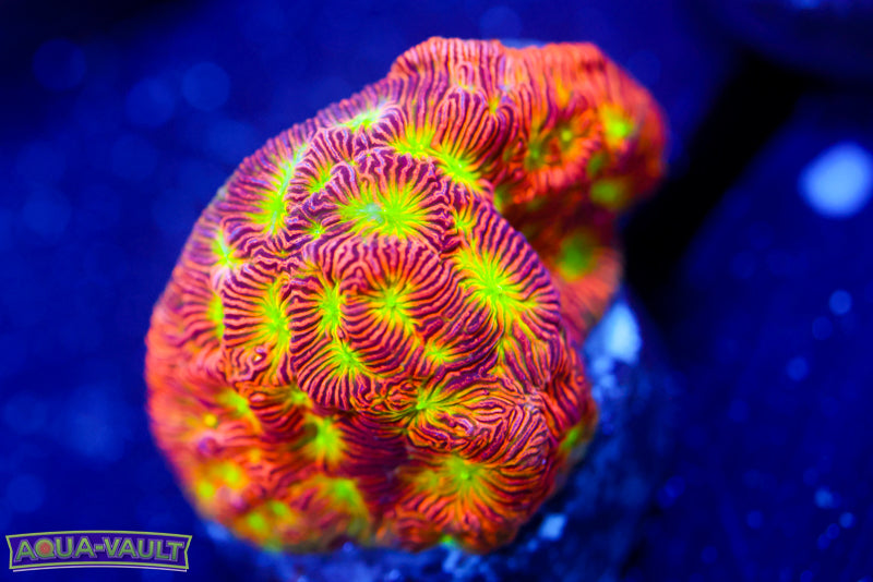 Jack o' Lantern Lepto 1