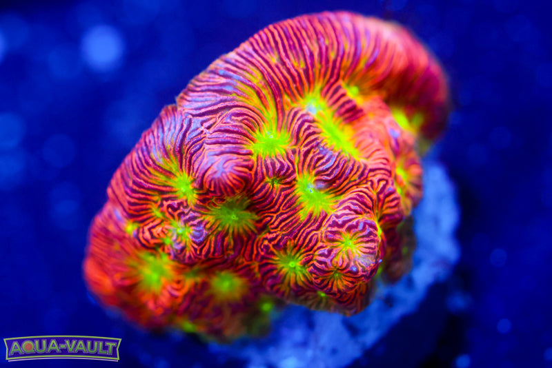 Jack o' Lantern Lepto 2