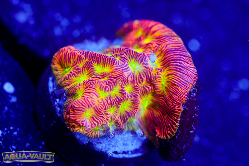 Jack o' Lantern Lepto 3