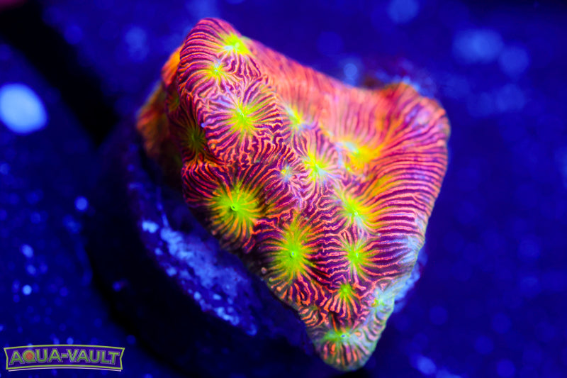 Jack o' Lantern Lepto 4