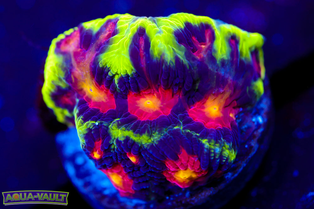 JF Anti Venom Favia 2