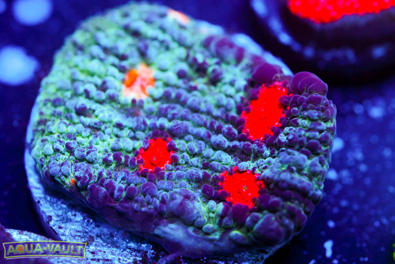 Cold Fusion Chalice 1