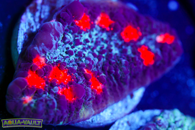 Cold Fusion Chalice 2