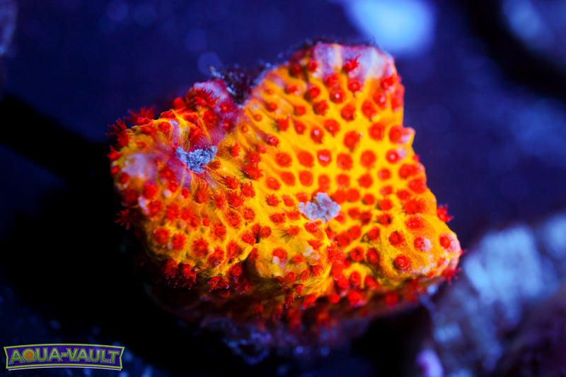 JF Burning Banana Stylocoeniella 1