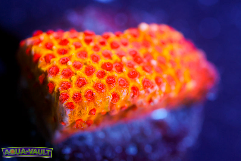 JF Burning Banana Stylocoeniella 2