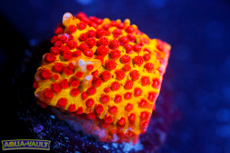 JF Burning Banana Stylocoeniella 3