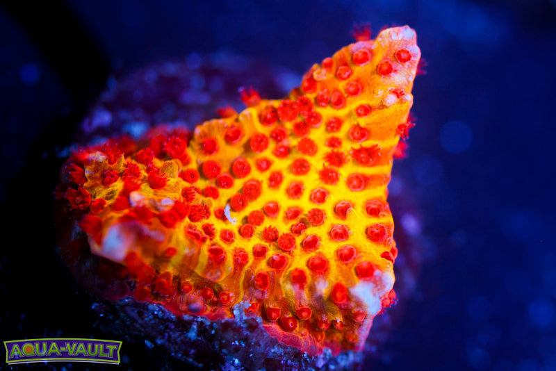 JF Burning Banana Stylocoeniella 4