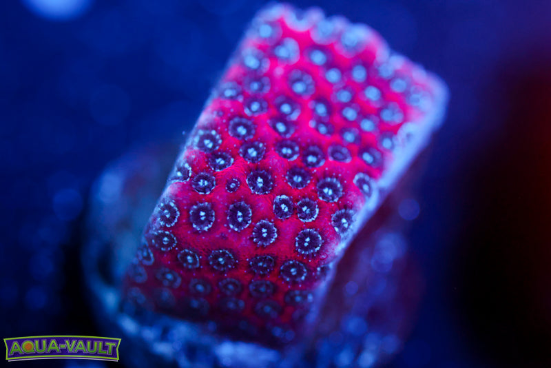 Darth Maul Porites 1