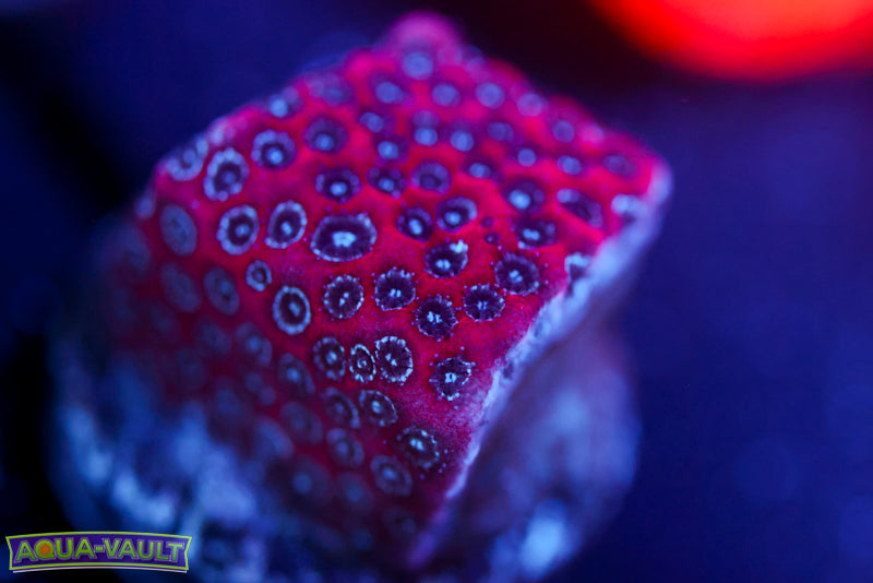 Darth Maul Porites 2