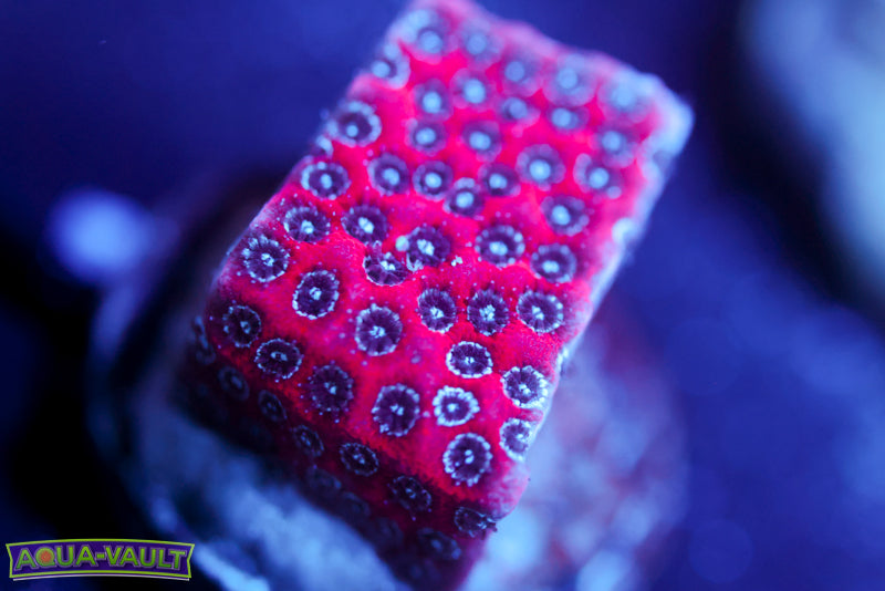 Darth Maul Porites 3