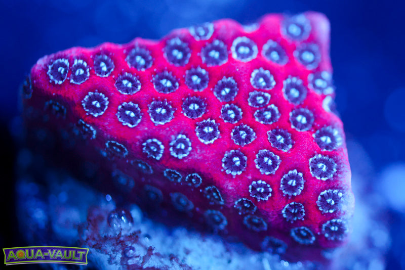 Darth Maul Porites 4