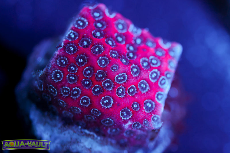 Darth Maul Porites 5