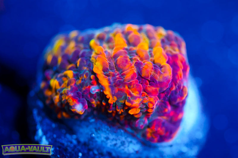 Cloudberry Chalice 1