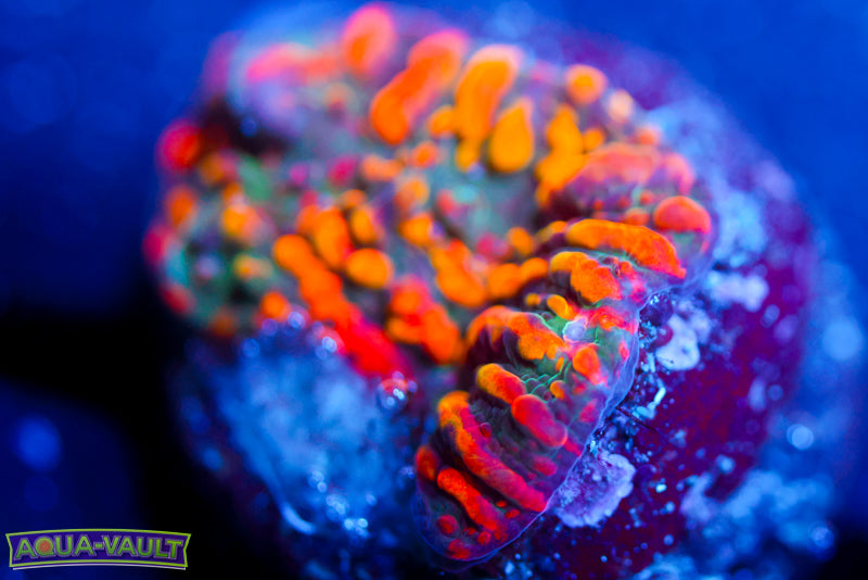 Cloudberry Chalice 2