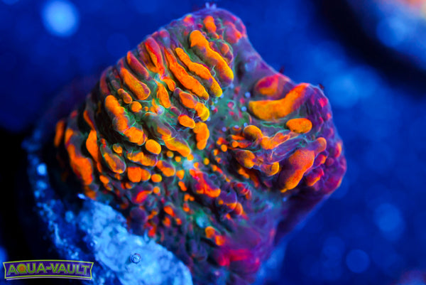 Cloudberry Chalice 3