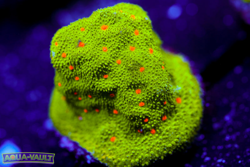 Harvest Moon Psammocora 1