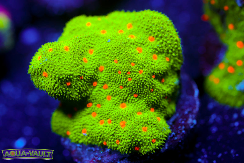 Harvest Moon Psammocora 2