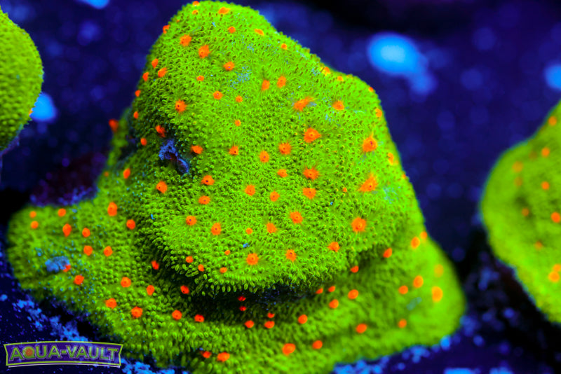 Harvest Moon Psammocora 3