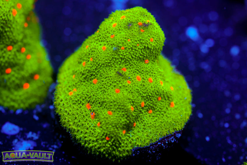 Harvest Moon Psammocora 4