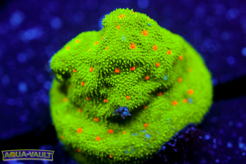 Harvest Moon Psammocora 5