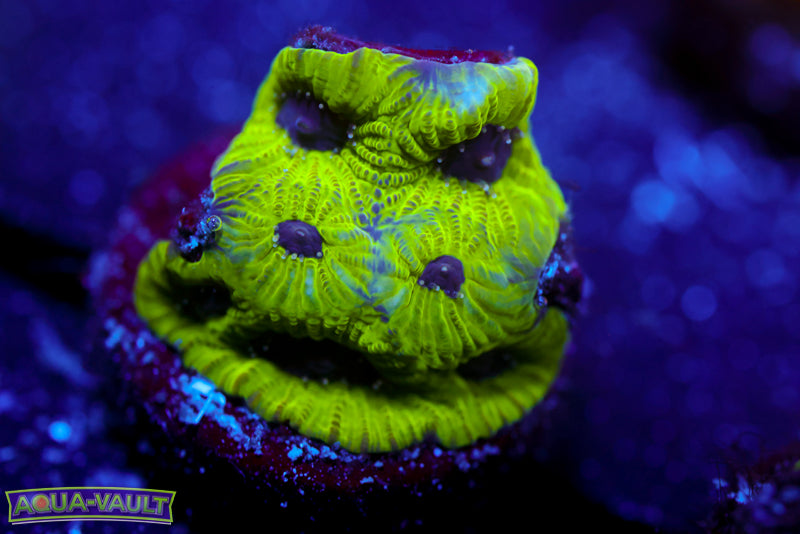 Purple Passion Favia 1