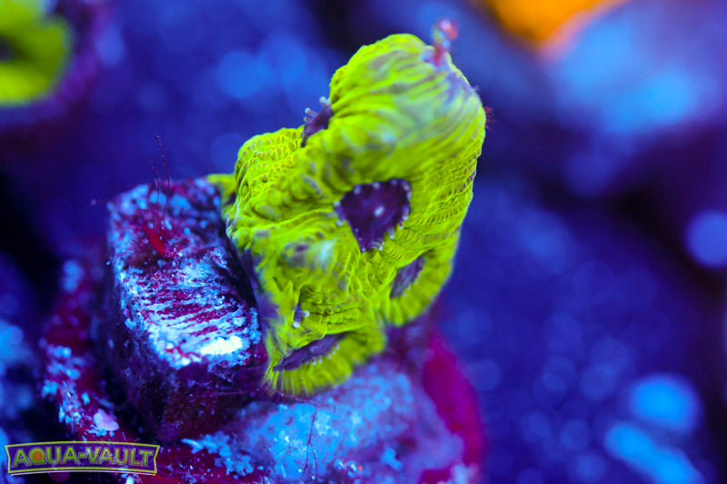 Purple Passion Favia 2