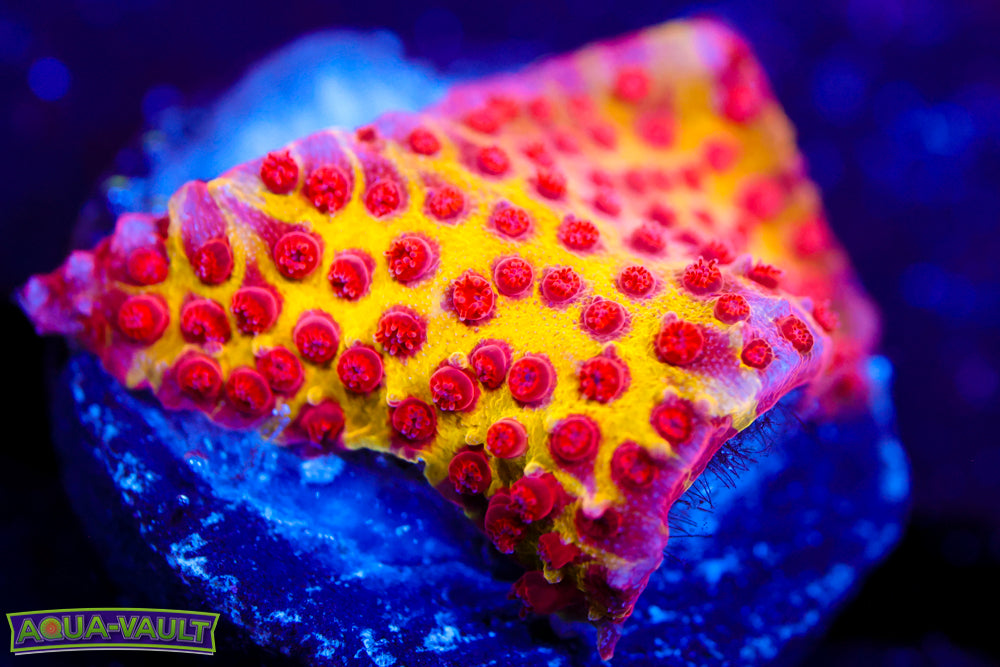 JF Burning Banana Stylocoeniella 1