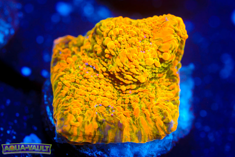 WWC Stellaria Chalice 1