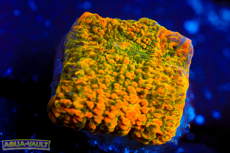 WWC Stellaria Chalice 2