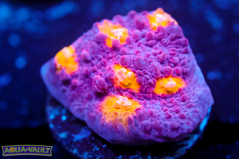 Easter Egg Chalice 1