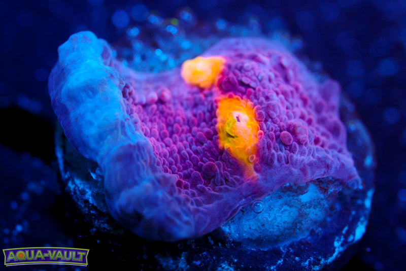 Easter Egg Chalice 2