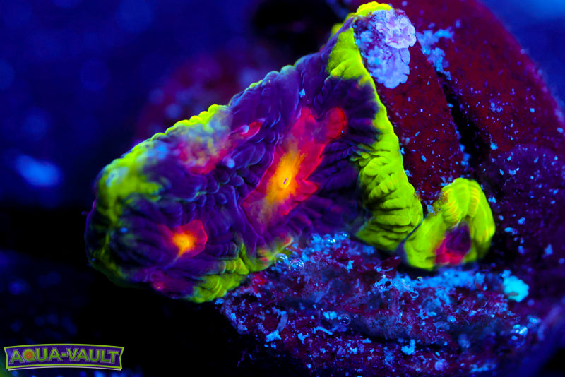 JF Alien Antivenom Favia 1