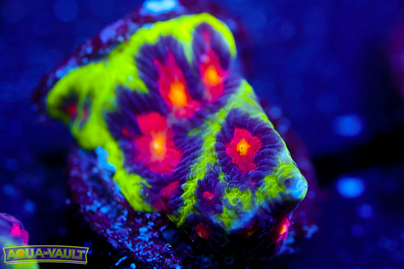 JF Alien Antivenom Favia 2