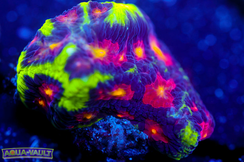 JF Alien Antivenom Favia 3