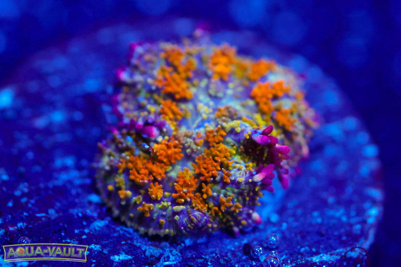 OG Gonzo's Golden Dragon Bounce Mushroom 1